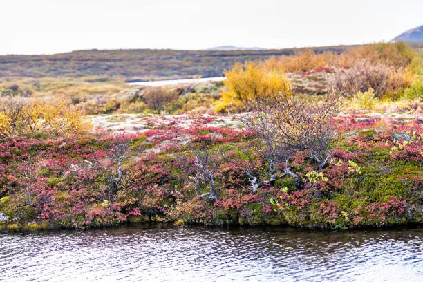 Thingvellir National Park shrubs colorful red orange autumn foliage plants during day landscape and water river on volcanic rocky with nobody in Iceland Golden circle