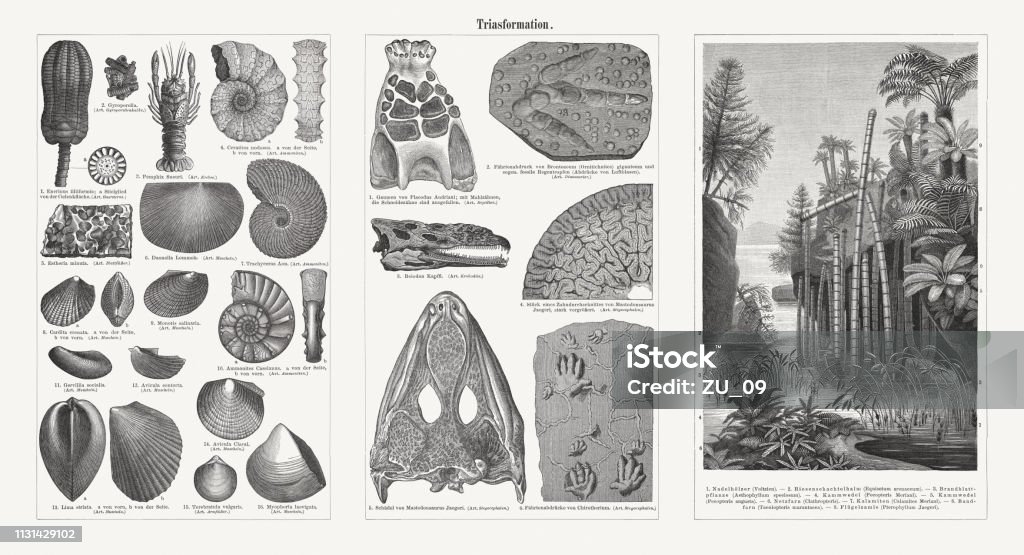 Fossils and plants from the Triassic period, woodcuts, published 1897 Fossils and plants from the Triassic period. Wood engravings, published in 1897. Fossil stock illustration