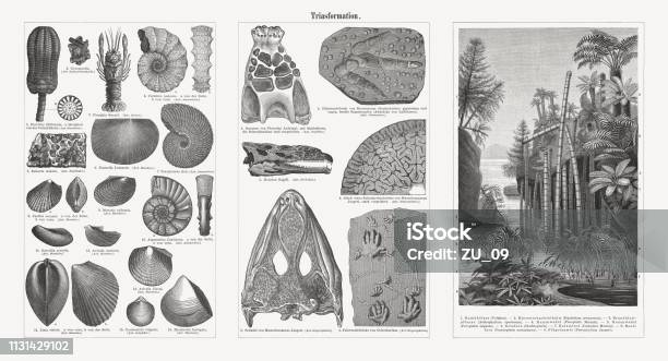 Fossils And Plants From The Triassic Period Woodcuts Published 1897 Stock Illustration - Download Image Now