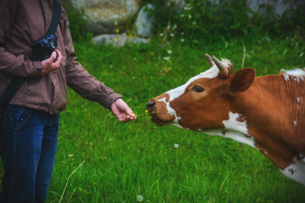 istock Photographer feeds a cow 1131431707