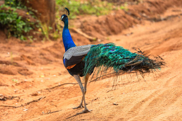 istock Peacock. Yala National Park. Sri Lanka. 1131434113