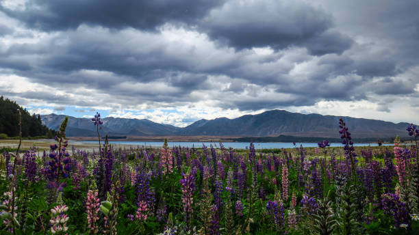 istock Lake Tekapo in New-Zealand 1131434314