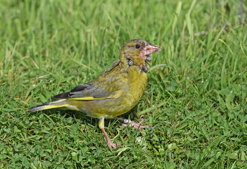 European Greenfinch (Carduelis chloris) adult with infestation of ticks\