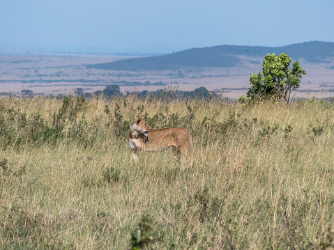 Masai Mara, KENYA - September, 2018. Side shot of a lioness hunting for prey in the high grass of the savannah on a sunny and windy day