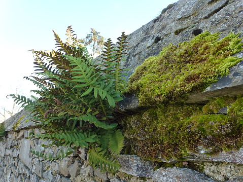 ferns growing in the wild on a wall in the village village of Ste honorine du fay with moss as a companion
