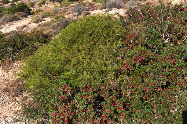 pistacia lentiscus or mastic, red fruits and leaves - karpathos island, greece - greek islands greece day full frame imagens e fotografias de stock