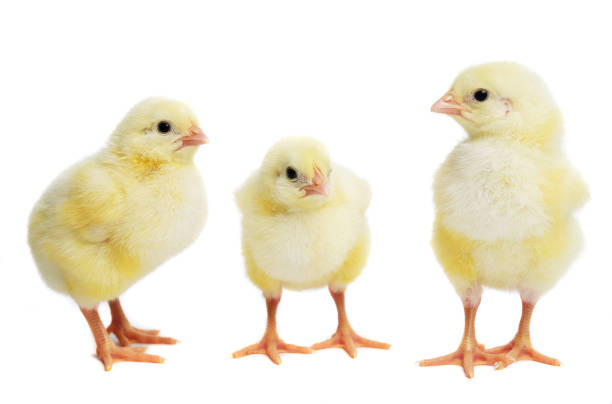 recién nacido tres poco de pollo de pascua - chicken yellow isolated young animal fotografías e imágenes de stock