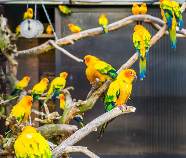 Photo of Aviculture, Colorful sun parakeets sitting on branches in the aviary, popular pets from America, Endangered bird specie