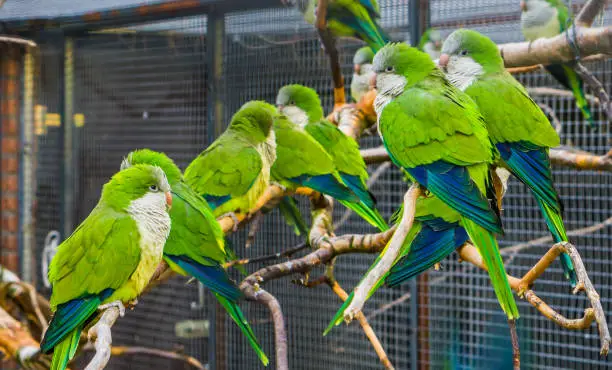 Photo of many monk parakeets sitting together on branches in the aviary, popular pets in aviculture, tropical birds from Argentina