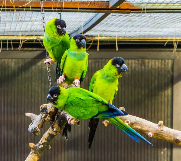 Photo of funny group of Nanday parakeets sitting together on a branch in the aviary, popular tropical pets from America