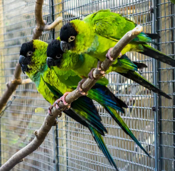 Photo of Funny group of Nanday conures sitting on a branch in the aviary, Colorful and tropical birds from America