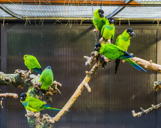 Photo of group of Nanday parakeets sitting on branch together in the aviary, popular tropical pets from America