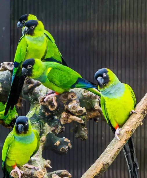 Photo of Group of Nanday parakeets together in the aviary, Popular pets from America, Tropical and colorful small parrots