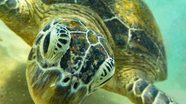 istock Sea turtle. Hikkaduwa, Sri Lanka. 1131441842