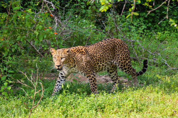 istock Wild leopard. Yala National Park. Sri Lanka. 1131444705