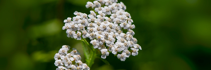 Flowers of Sambucus. Flowering branch of elderberry with leaves isolated on a white background.