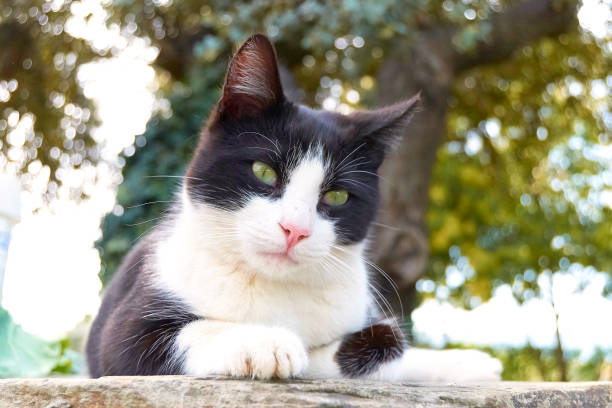 istock Black and white cat lying on a slate stone in the medow. 1131446063