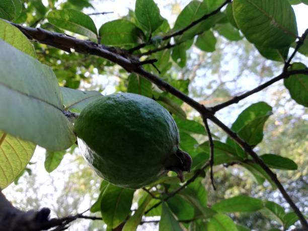 istock green guava fruit plant 1131447211