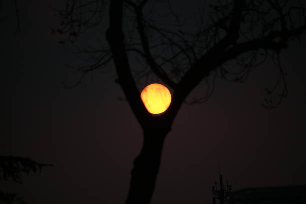 Sun And Tree Sun And Tree. Istanbul, Turkey. February 21, 2019 çevre stock pictures, royalty-free photos & images