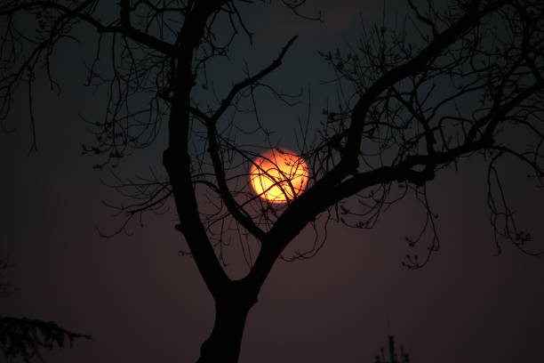 Sun And Tree Sun And Tree. Istanbul, Turkey. February 21, 2019 çevre stock pictures, royalty-free photos & images