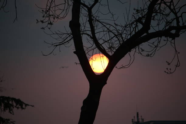 Sun And Tree Sun And Tree. Istanbul, Turkey. February 21, 2019 çevre stock pictures, royalty-free photos & images