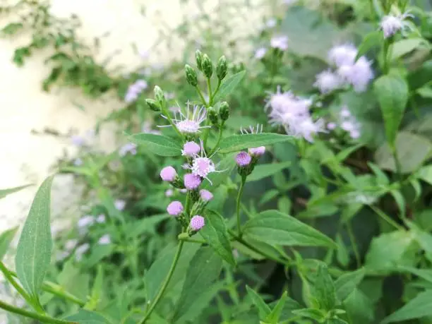 Blue mistflower is often grown as a garden plant, although it does have a tendency to spread and take over a garden. It is recommended for habitat restoration within its native range, especially in wet soils.