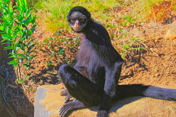Black Spider Monkey, sit down on the Grass, looking at camera - Pantanal wetlands, Brazil