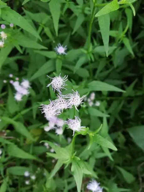 Blue mistflower is often grown as a garden plant, although it does have a tendency to spread and take over a garden. It is recommended for habitat restoration within its native range, especially in wet soils.