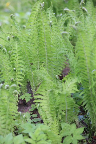 istock green fern at day 1131447410