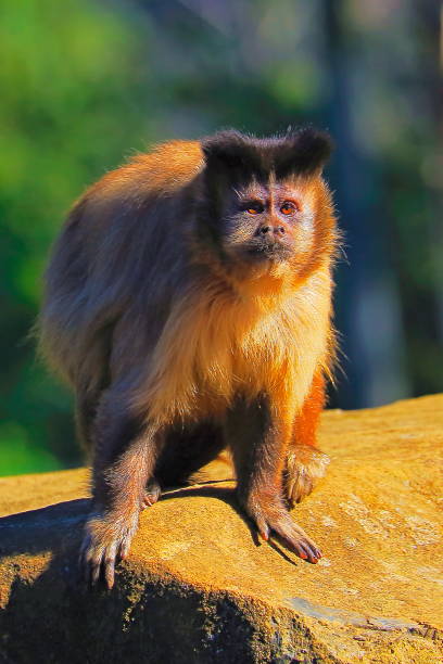 Common Marmoset monkey photographed on Sugarloaf Mountain in Rio de Janeiro.