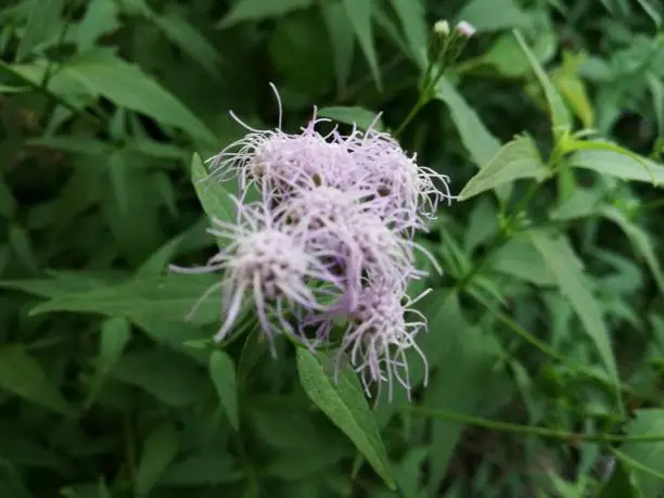 Blue mistflower is often grown as a garden plant, although it does have a tendency to spread and take over a garden. It is recommended for habitat restoration within its native range, especially in wet soils.