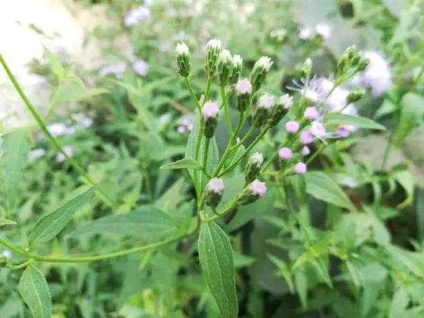 Blue mistflower is often grown as a garden plant, although it does have a tendency to spread and take over a garden. It is recommended for habitat restoration within its native range, especially in wet soils.