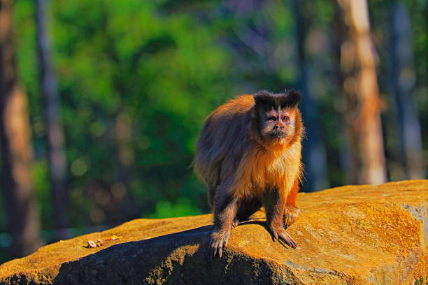 The capuchin monkey, also called tuft tamarins. The species of this genus (Sapajus) were included in the genus Cebus.