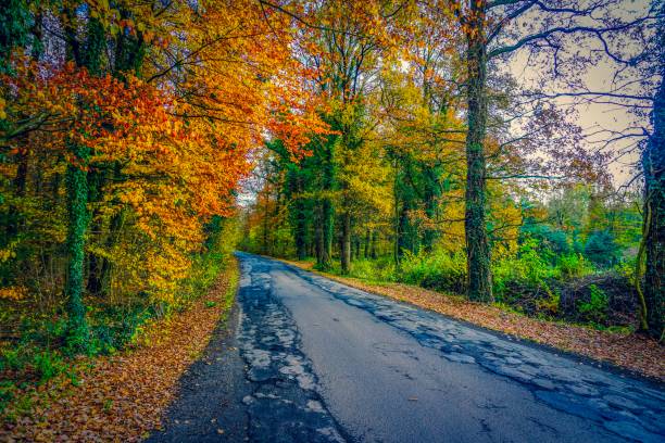 istock Road through a forest at autumn 1131447669