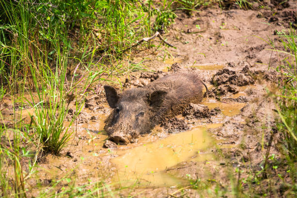 istock Wild boar. Yala National Park. Sri Lanka. 1131448346