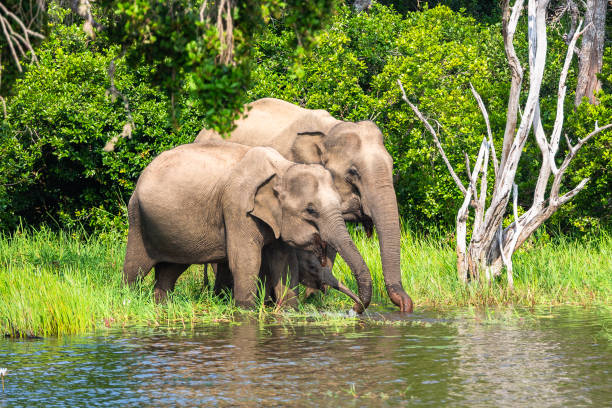 istock Asian elephant. Yala National Park. Sri Lanka. 1131449010