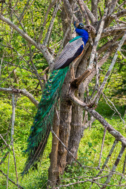 istock Peacock. Yala National Park. Sri Lanka. 1131451682