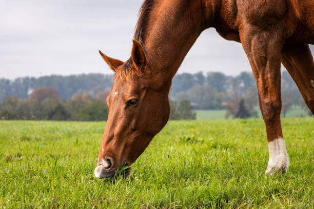 istock Thoroughbred horse is grazing grass on pasture. 1131451799