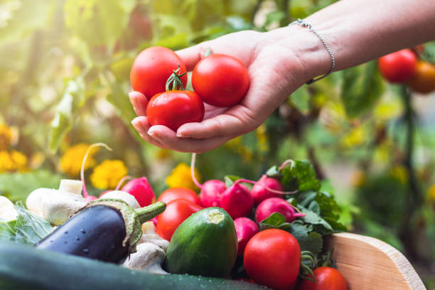 Homegrown produce in organic garden