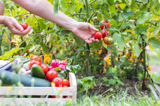 Female hands picking fresh tomatoes to wooden crate with vegetables. Organic garden at summer harvest vegetable garden stock pictures, royalty-free photos & images