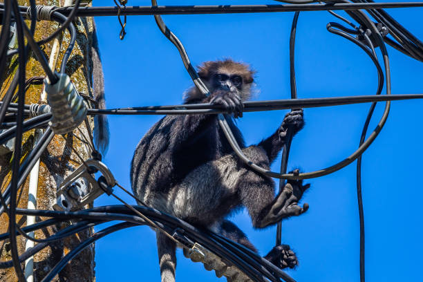 lila gegenüberstand langur, die auf der stange saß. sri lanka. - sri lanka langur animals in the wild endangered species stock-fotos und bilder