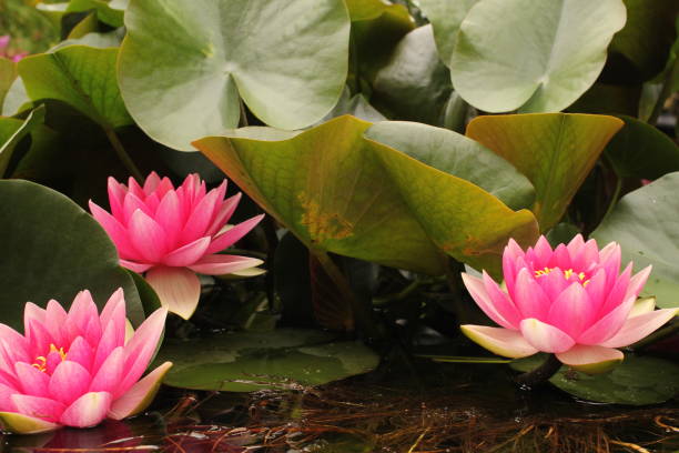 istock three waterlilies and leaves in the pond in spring 1131455090