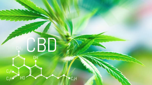 istock CBD Chemical Formula. Structural model of cannabidiol molecule. Medicinal cannabis with extract oil 1131455191