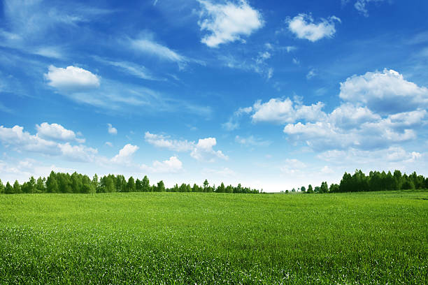 green field lined by trees on clear day - hemel stockfoto's en -beelden