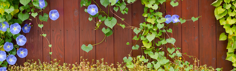 Creeper plant growing on the garden fence in spring.