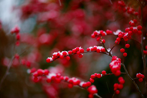 Frosted Red Berries, Winter Background