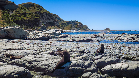 Exploring Kaikoura Peninsula where live a groupe of Seal, New-Zealand