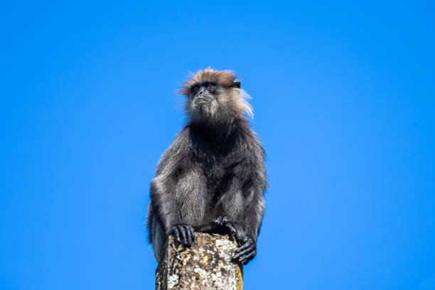 púrpura se enfrentó a langur sentado en el poste. sri lanka. - sri lanka langur animals in the wild endangered species fotografías e imágenes de stock