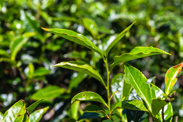 istock Tea plantation near Haputale. Sri Lanka. 1131459144