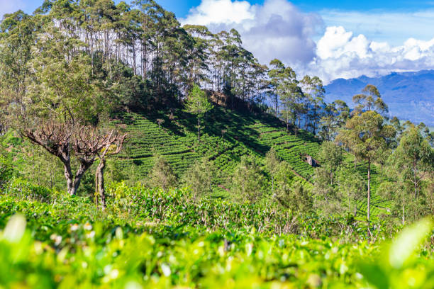 istock Tea plantation near Haputale. Sri Lanka. 1131460659